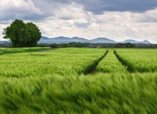 Co jest dobre na strzelające kolana?
