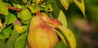 Jaka odżywka po bieganiu? Jaka odżywka po bieganiu?