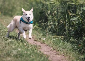 Czy myśliwy może polować z tłumikiem?