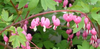 Jak dopasować bryczesy?