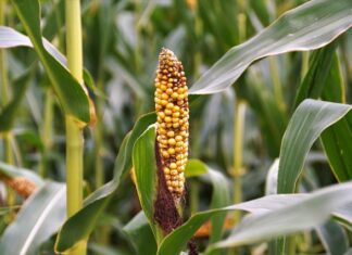 Jak ćwiczyć przy zwyrodnieniu stawów?