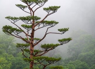 Jak formować szczękę?