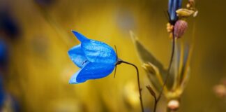 Czy za brak dzwonka w rowerze?