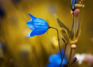 Czy za brak dzwonka w rowerze?