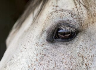Ile trzeba ważyć żeby jeździć konno? Ile trzeba ważyć żeby jeździć konno?