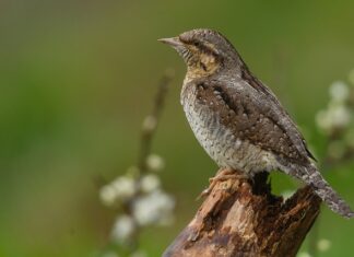 Co pomaga na sztywność stawów?