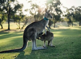 Co to znaczy 10 oz? Co to znaczy 10 oz?