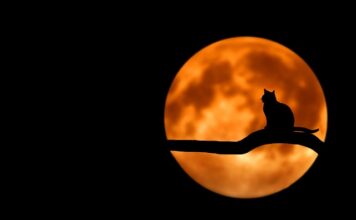 Jak długo kot może być bez jedzenia?