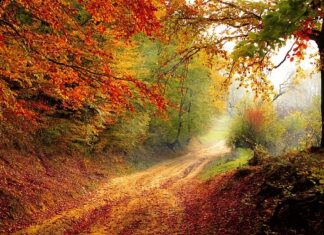 O jakiej porze dnia jeść suszone śliwki?