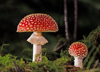 Czy w suszonych grzybach mogą być robaki? Czy w suszonych grzybach mogą być robaki?