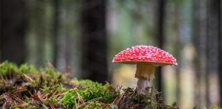 Po czym poznać że grzyb jest robaczywy?