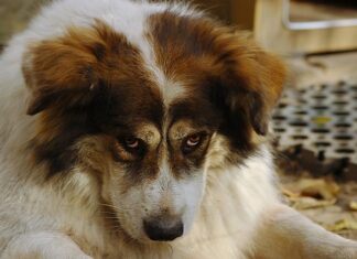 Co obniży wyrzut insuliny?