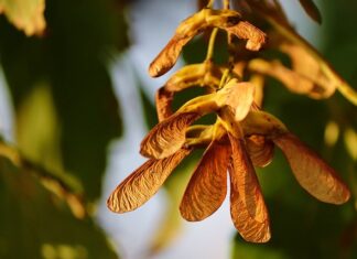 Jak rozmnażać stewię? Jak rozmnażać stewię?