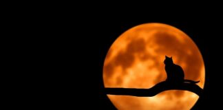 Jak karmić kota z wrażliwym żołądkiem?