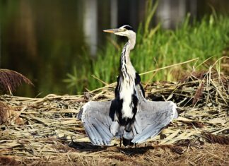Czy opłaca się suszyć owoce?