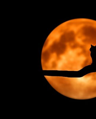 Jak zachowuje się kot gdy go coś boli?