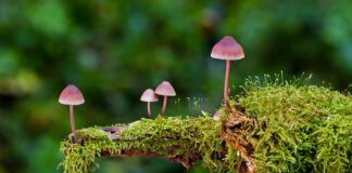 Ile suszonych grzybów na zupę grzybową? Ile suszonych grzybów na zupę grzybową?